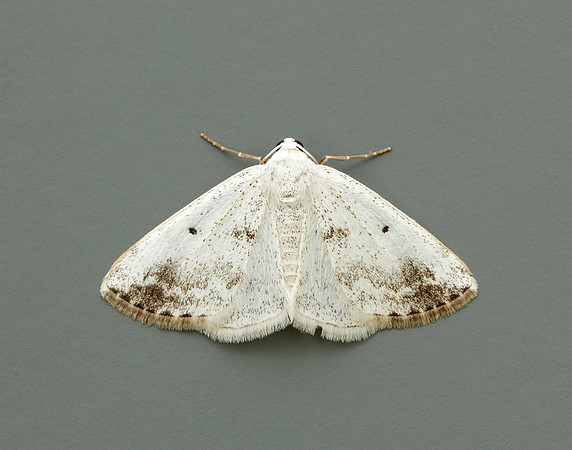 70.274 BF1951 Grey Birch Aethalura punctulata