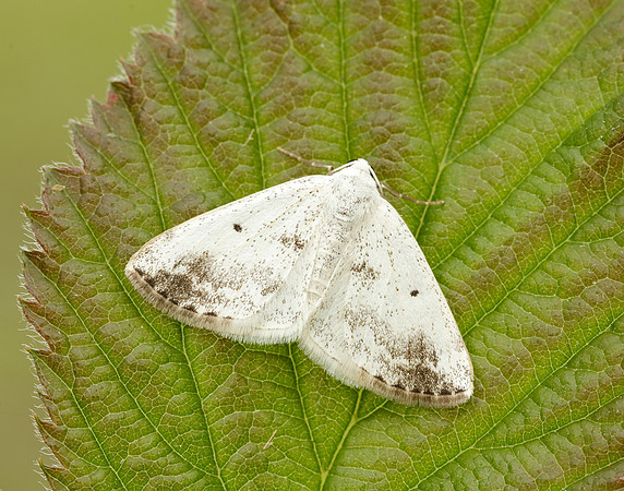 70.274 BF1951 Grey Birch Aethalura punctulata