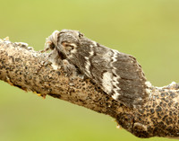 71.011 BF2015 Lunar Marbled Brown Drymonia ruficornis