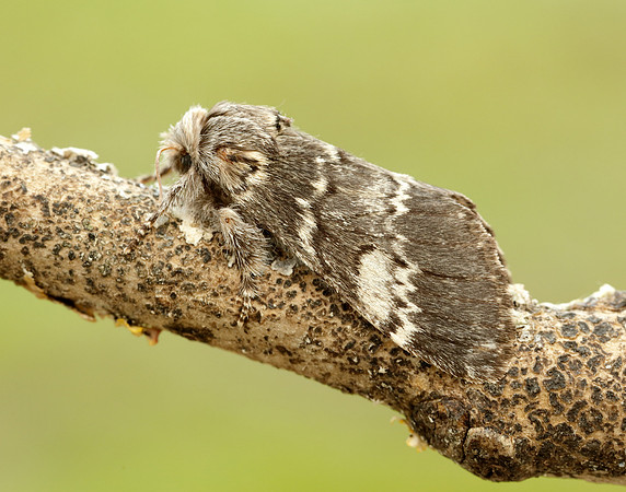 71.011 BF2015 Lunar Marbled Brown Drymonia ruficornis