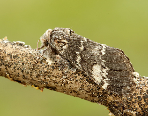 71.011 BF2015 Lunar Marbled Brown Drymonia ruficornis