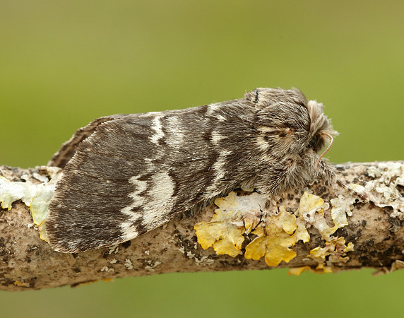 71.011 BF2015 Lunar Marbled Brown Drymonia ruficornis