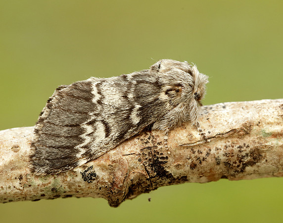 71.011 BF2015 Lunar Marbled Brown Drymonia ruficornis