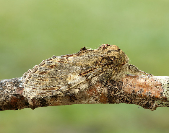 71.016 BF2005 Great Prominent Peridea anceps