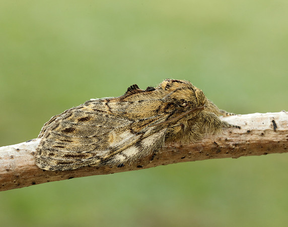 71.016 BF2005 Great Prominent Peridea anceps
