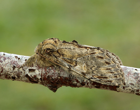 71.016 BF2005 Great Prominent Peridea anceps