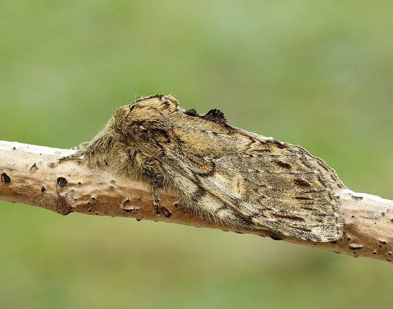 71.016 BF2005 Great Prominent Peridea anceps