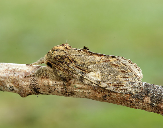 71.016 BF2005 Great Prominent Peridea anceps