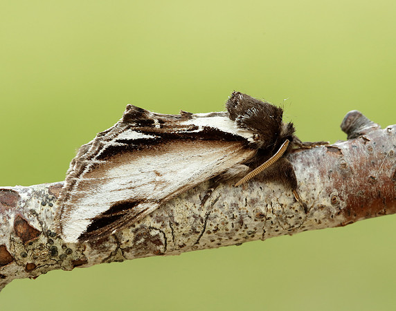 71.018 BF2006 Lesser Swallow Prominent Pheosia gnoma