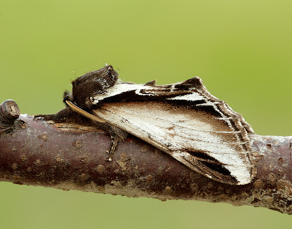 71.018 BF2006 Lesser Swallow Prominent Pheosia gnoma