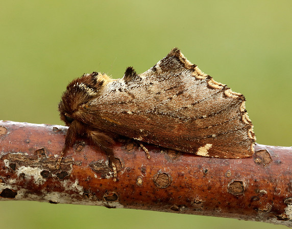 71.023 BF2010 Scarce Prominent Odontosia carmelita