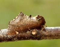 71.023 BF2010 Scarce Prominent Odontosia carmelita