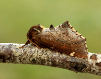 71.023 BF2010 Scarce Prominent Odontosia carmelita