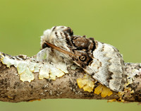 73.032 BF2425 Nut-tree Tussock Colocasia coryli