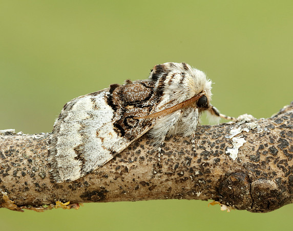 73.032 BF2425 Nut-tree Tussock Colocasia coryli