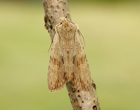 73.201 BF2236 Pale Pinion Lithophane socia