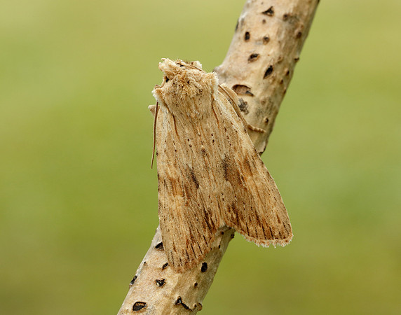 73.201 BF2236 Pale Pinion Lithophane socia
