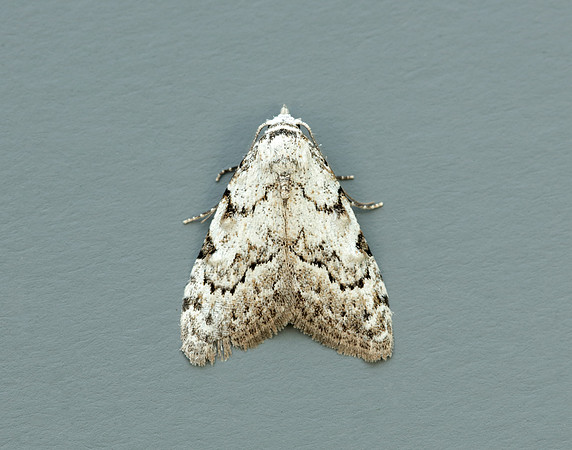74.004 BF2078 Least Black Arches Nola confusalis