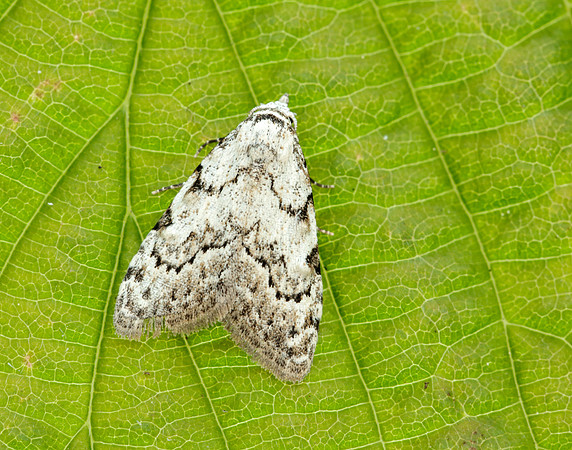 74.004 BF2078 Least Black Arches Nola confusalis