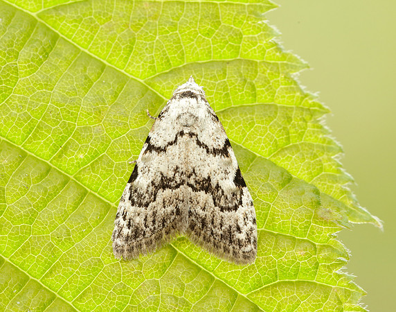 74.004 BF2078 Least Black Arches Nola confusalis