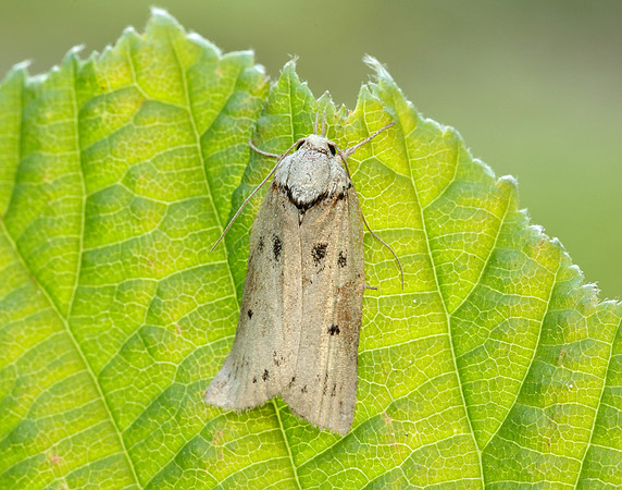 74.009 BF2423 Oak Nycteoline Nycteola revayana