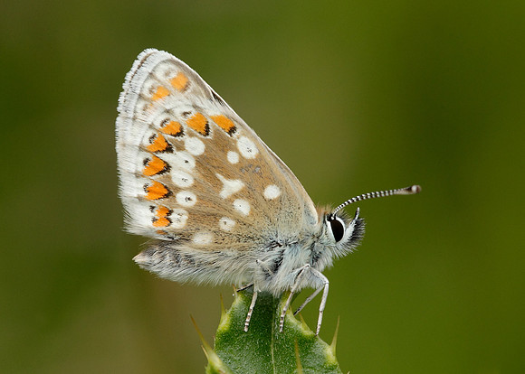 Northern Brown Argus Aricia artaxerxes artaxerxes