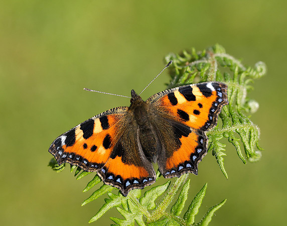 Small Tortoiseshell Aglais urticae