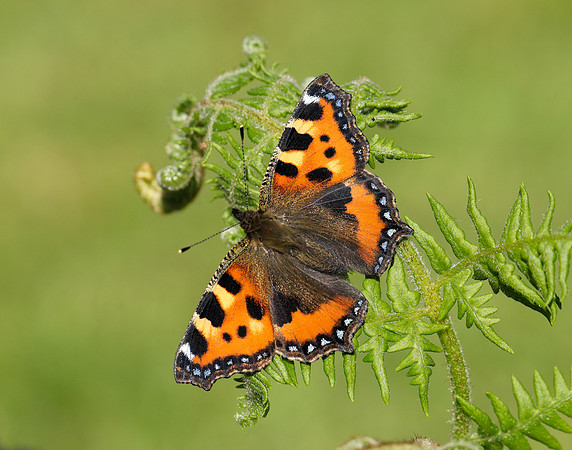 Small Tortoiseshell Aglais urticae