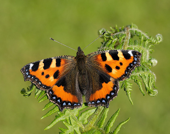 Small Tortoiseshell Aglais urticae