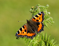 Small Tortoiseshell Aglais urticae