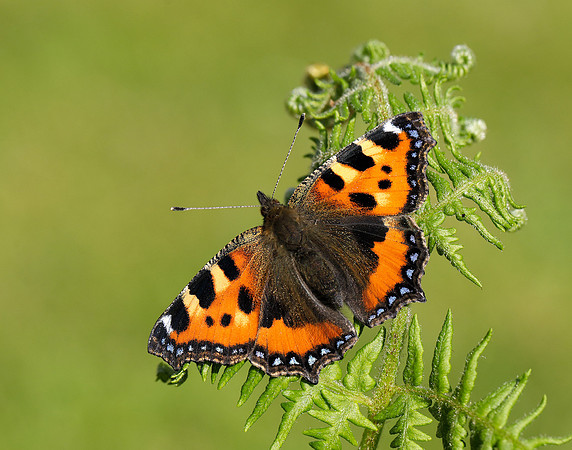 Small Tortoiseshell Aglais urticae