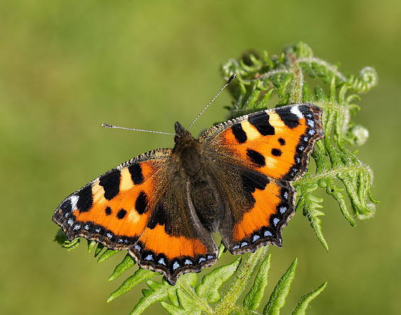 Small Tortoiseshell Aglais urticae
