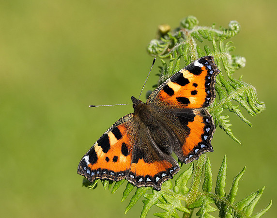 Small Tortoiseshell Aglais urticae