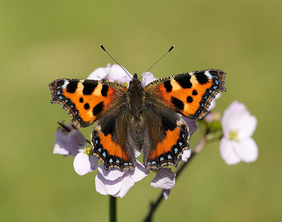 Small Tortoiseshell Aglais urticae