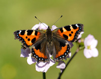 Small Tortoiseshell Aglais urticae