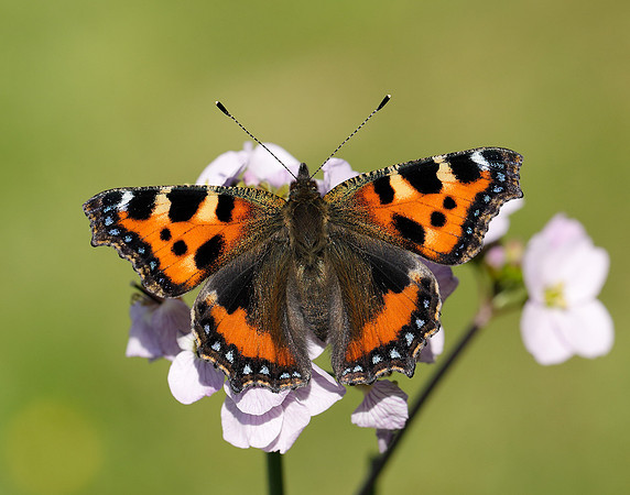 Small Tortoiseshell Aglais urticae