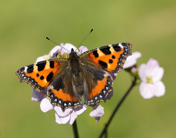 Small Tortoiseshell Aglais urticae