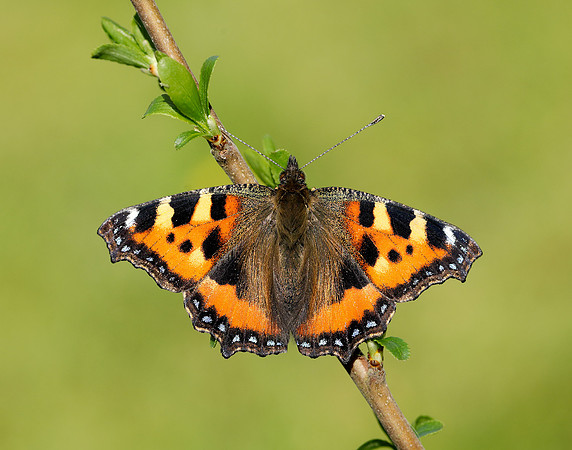 Small Tortoiseshell Aglais urticae