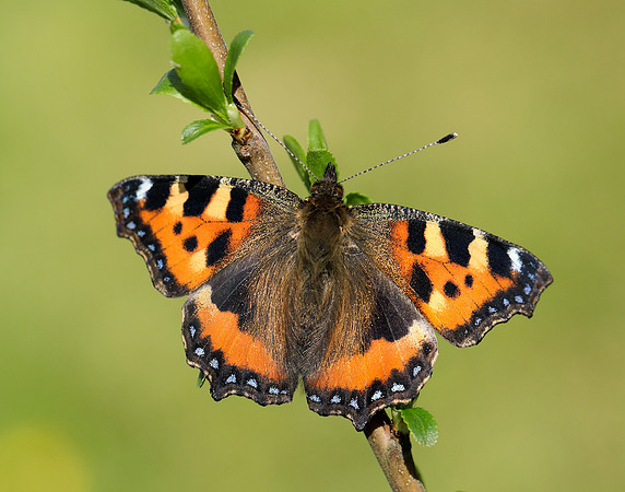 Small Tortoiseshell Aglais urticae