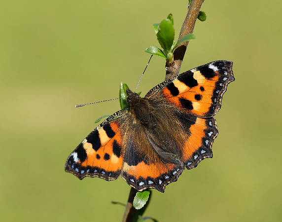 Small Tortoiseshell Aglais urticae