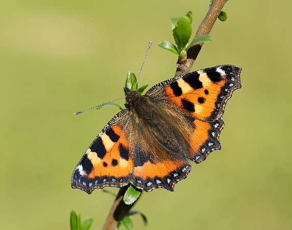 Small Tortoiseshell Aglais urticae