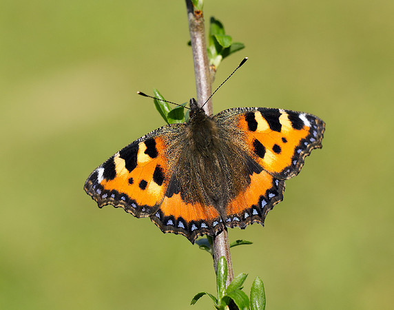 Small Tortoiseshell Aglais urticae