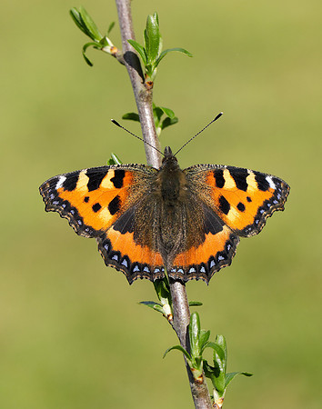 Small Tortoiseshell Aglais urticae