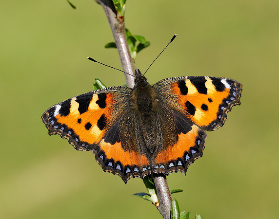 Small Tortoiseshell Aglais urticae