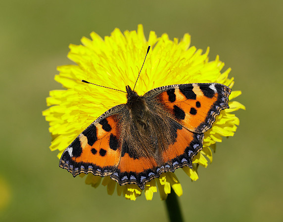 Small Tortoiseshell Aglais urticae