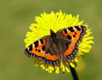 Small Tortoiseshell Aglais urticae