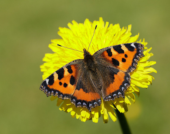 Small Tortoiseshell Aglais urticae