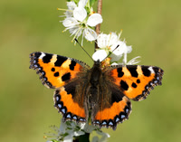 Small Tortoiseshell Aglais urticae