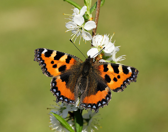 Small Tortoiseshell Aglais urticae