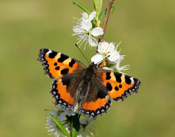 Small Tortoiseshell Aglais urticae